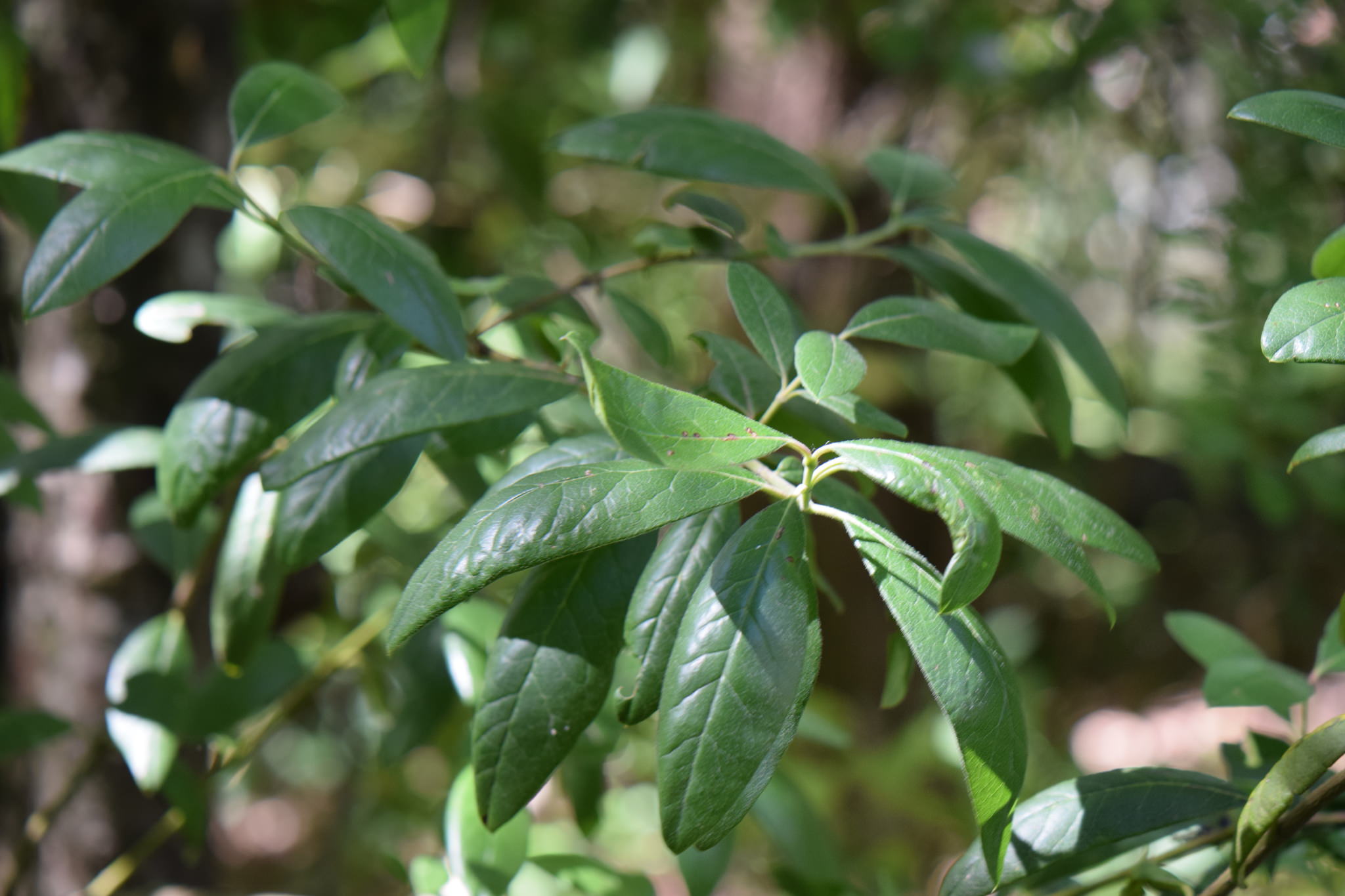 Garrya laurifolia